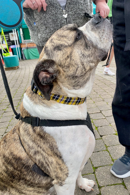 Dog Collar- Cornish Tartan